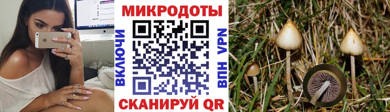 Галлюциногенные грибы Psilocybine cubensis  купить   Пересвет 